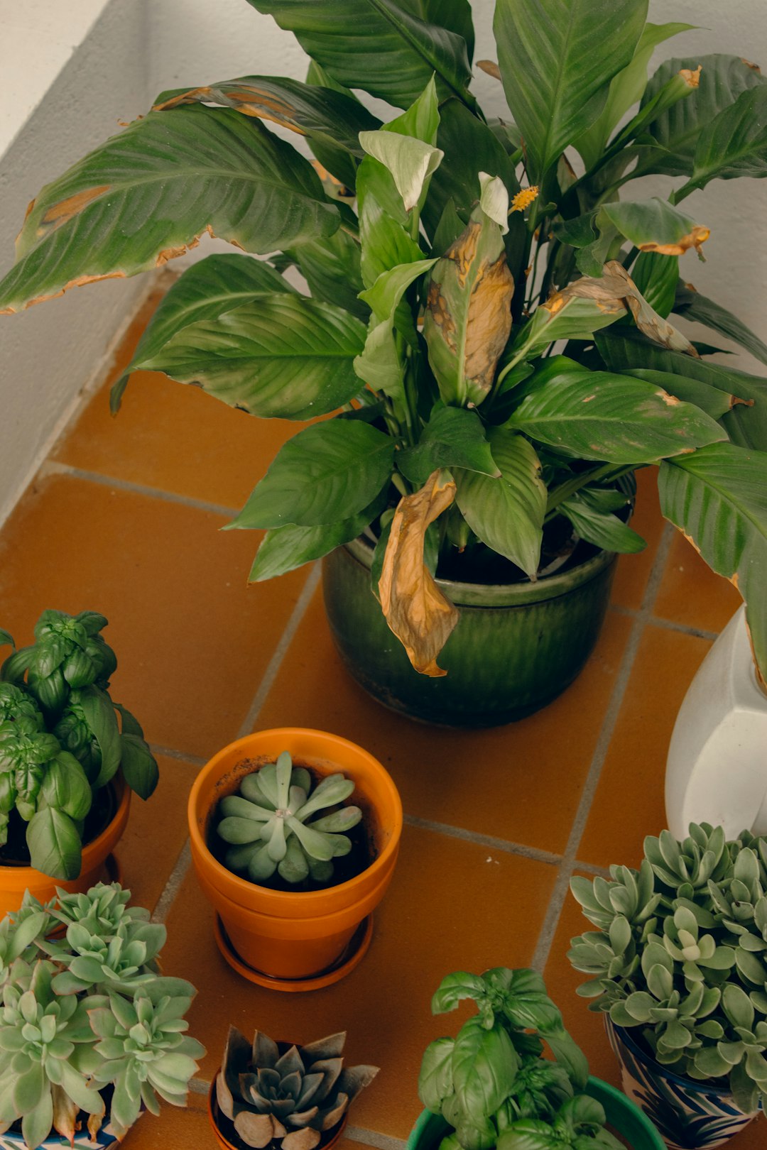 Seasons of Splendor: Native Plants for a Year - Round Garden Oasis