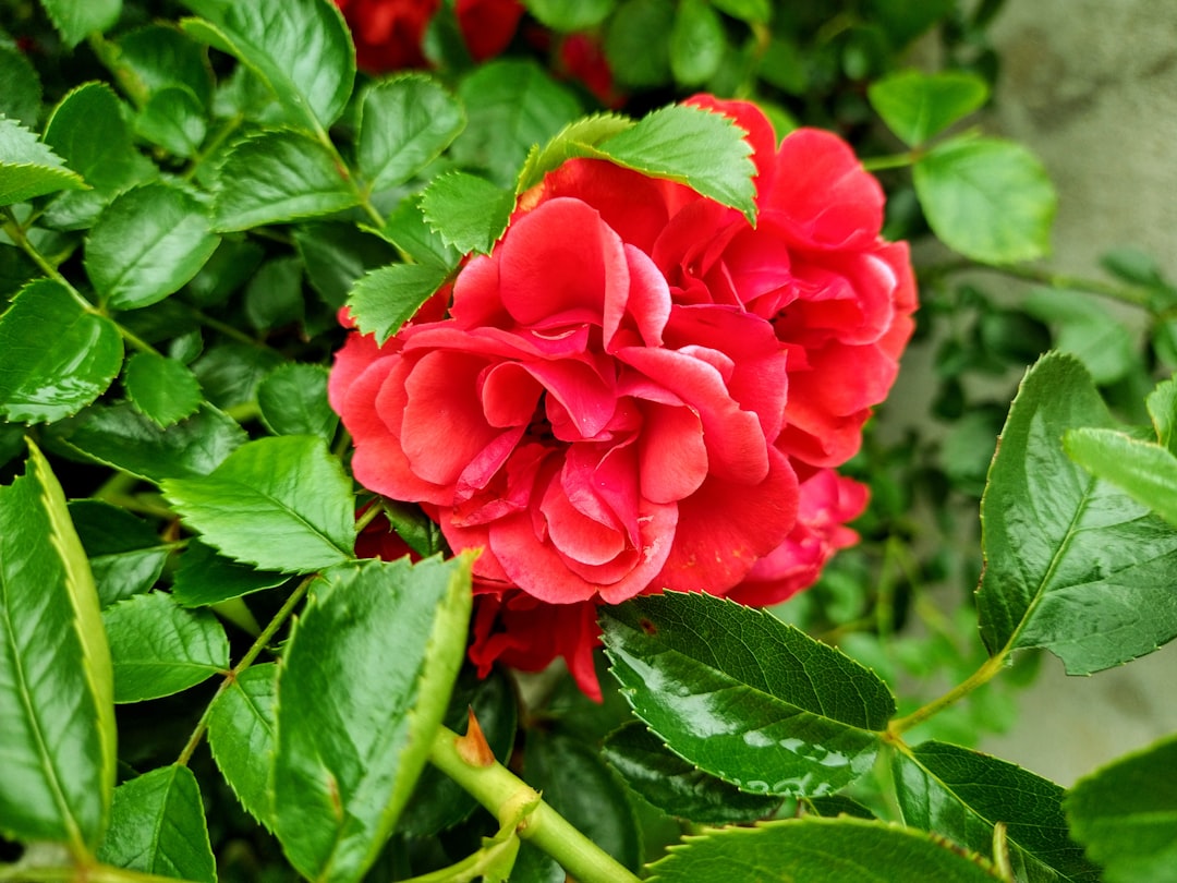 The Art of Pruning for a Thriving Garden