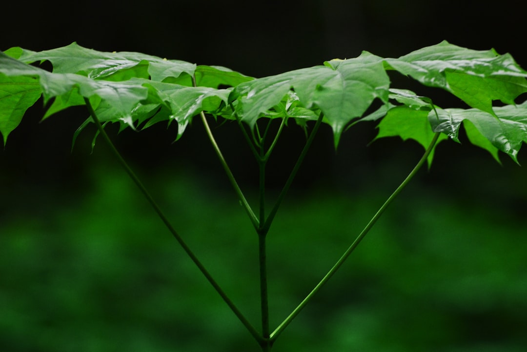 The Secret Weapon in Your Garden Against Pests