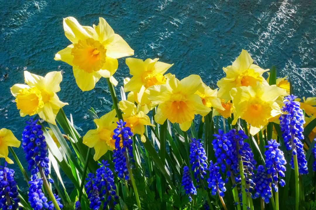 Unveiling the Magic of Spring: Virginia Bluebells and Daffodils in Your Garden