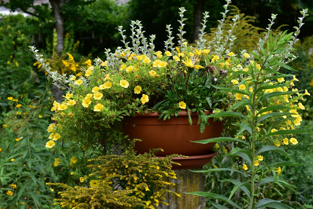 Unveiling the Blooming Secrets of Hydrangeas