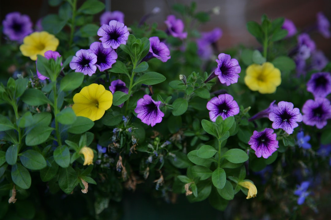 Unleash Your Creativity: DIY Planters for a Stunning Container Garden