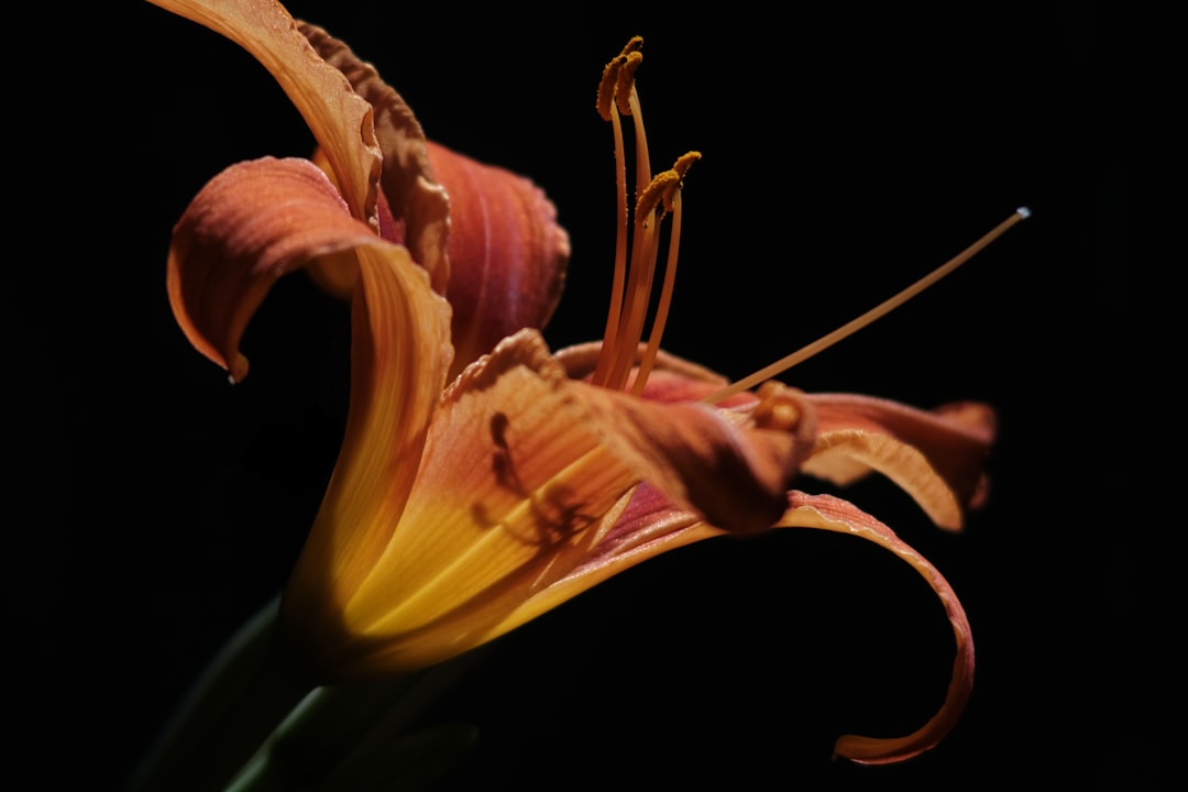 The Enchanting Evergreens for Christmas Decor The Enchanting Evergreens for Christmas Decor