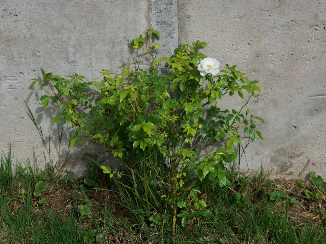 Unveiling the Secrets of Sky Vine Growth
