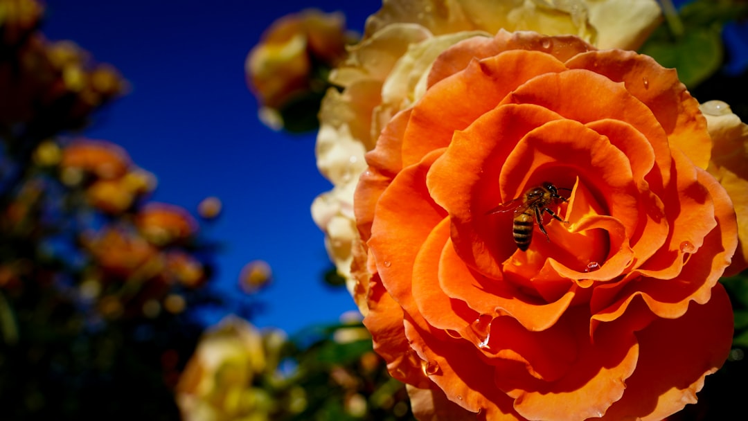 Unleashing Fall's Color Palette: A Mum-Free Container Garden Adventure