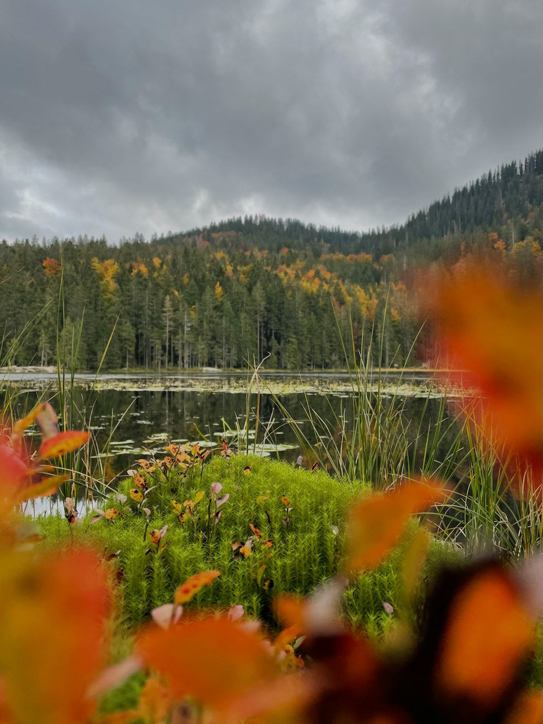 Unveiling the Tropical Wonders of Florida Gardening
