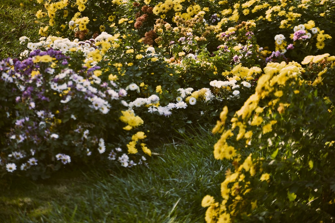Unveiling Post - Peony Care Secrets for a Thriving Garden