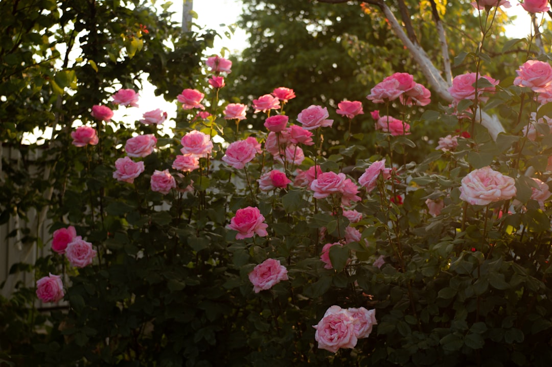 Transform Your Lawn into a Lush Paradise