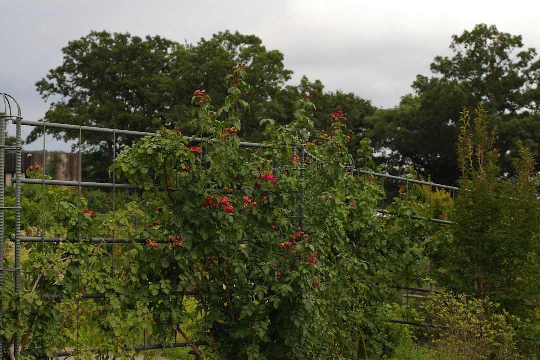 Unveiling the Delights of Container and Garden Vegetable Cultivation