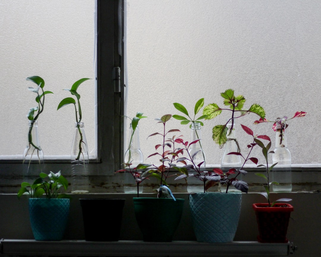 The Secret to Growing a Rainbow Eucalyptus Indoors