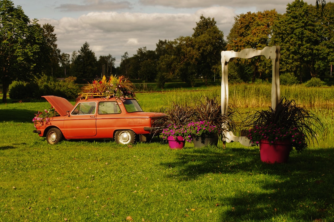 Unleashing the Secrets of a Dandelion - Free Lawn