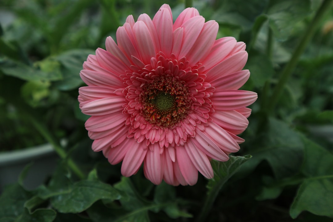 The Enchanting World of Perennial Flowers in Border Gardens