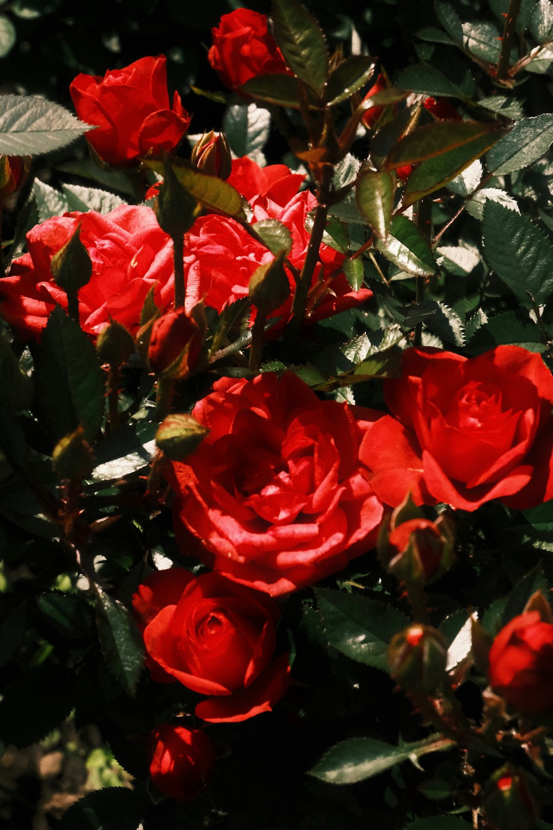 The Enchanting Secret of Winter Blooms