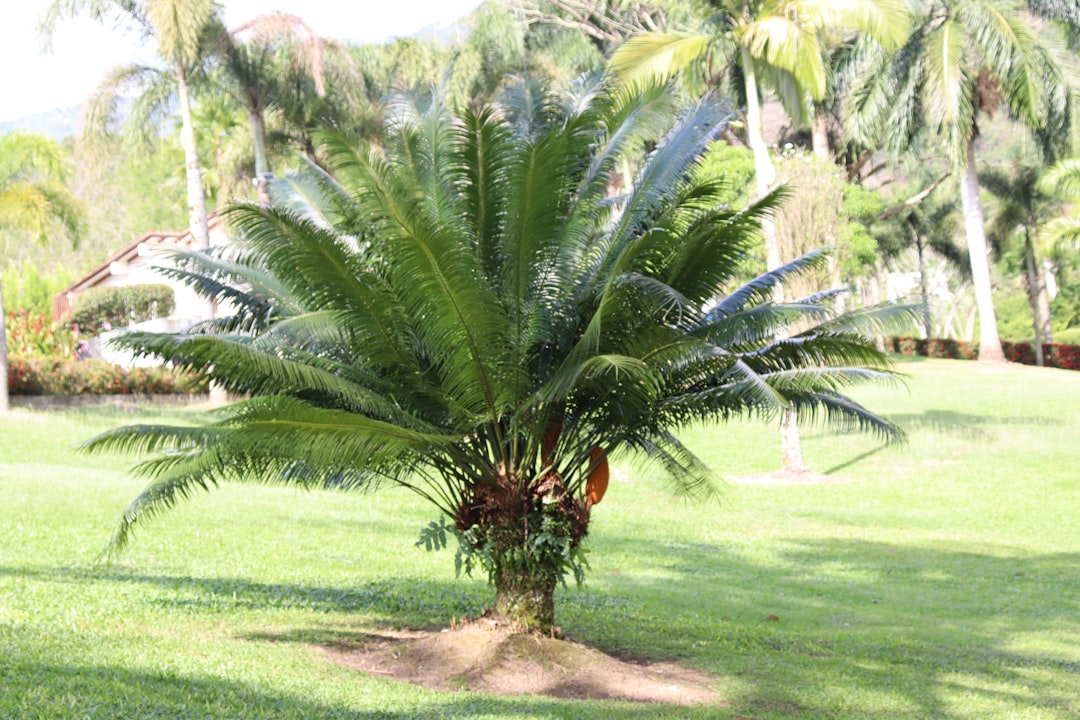 The Marvel of the Coconut Palm in Gardening