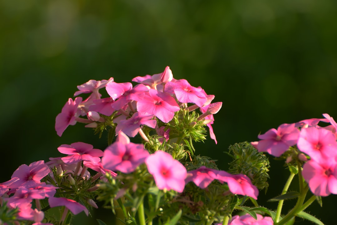 The Secret to a Lush Pacific Northwest Lawn