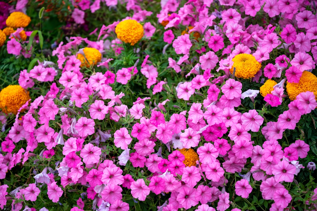 Unveiling the Wonders of Low - Maintenance Pentas in Your Garden
