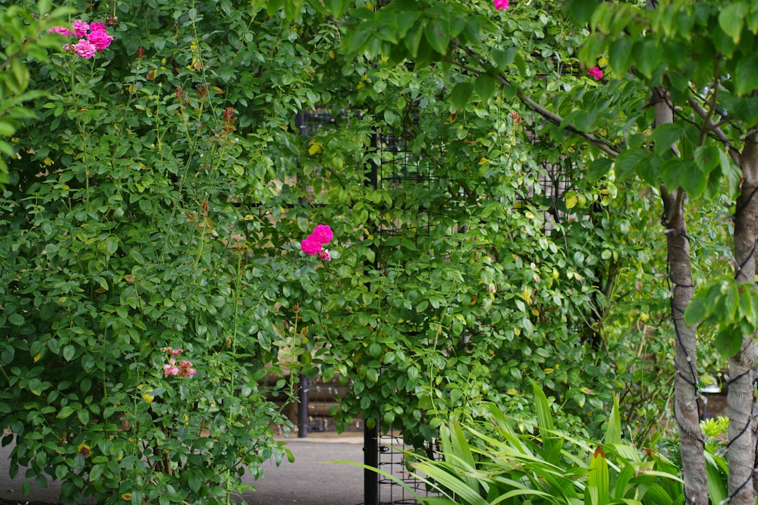The Hidden Gems of Shaded Gardens: Bergenia