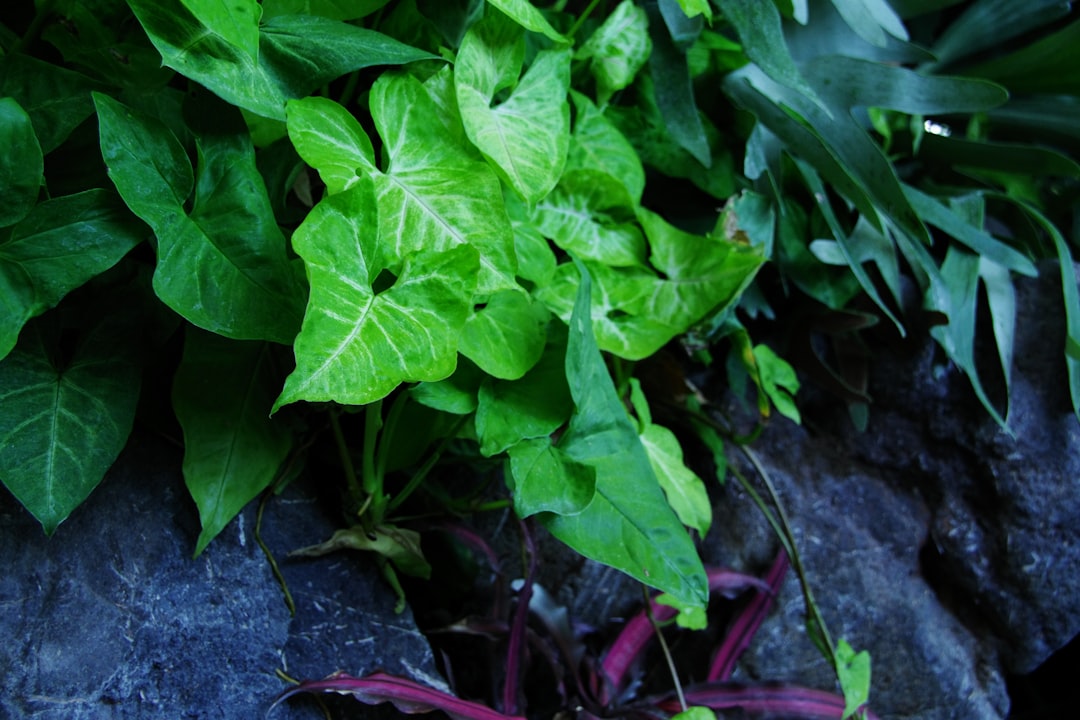 Unleashing the Beauty of Shade: A Hosta - Centric Garden Makeover