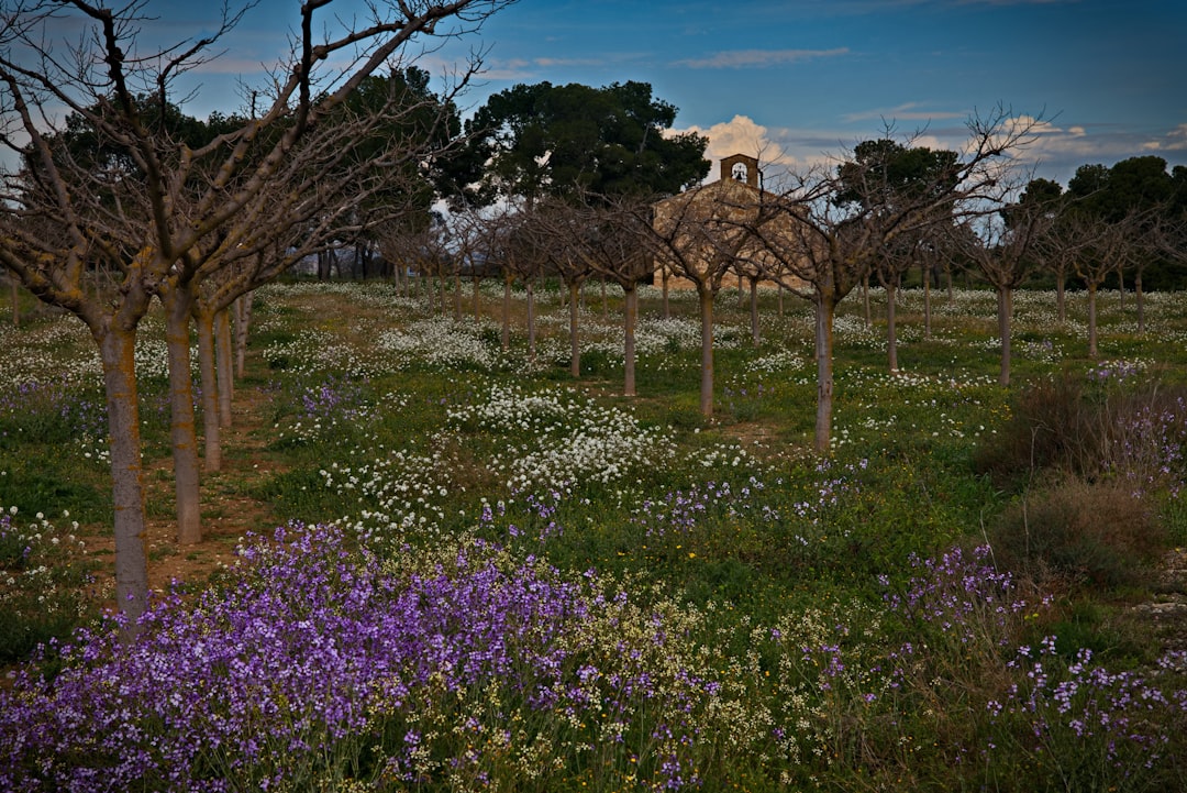 Unveiling the Mysteries of Bleeding Hearts in Your Garden