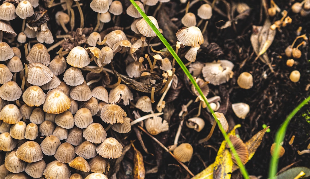 Unveiling the Wonders of a Pollinator - Friendly Garden