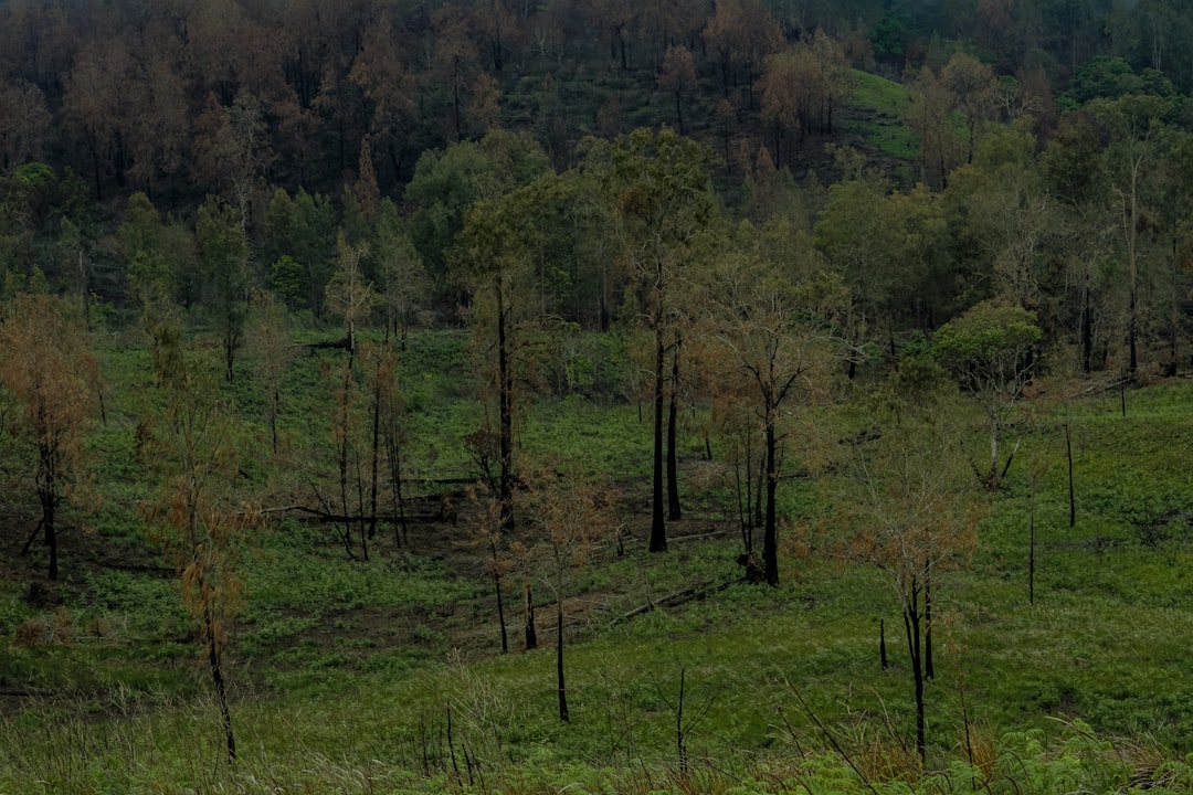 The Secret Weapon Against Wildfires: Smart Landscaping Choices
