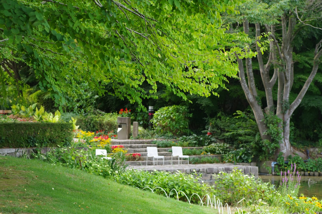 Unleashing the Magic of Lavender: A Seed - to - Bloom Guide Unleashing the Magic of Lavender: A Seed - to - Bloom Guide