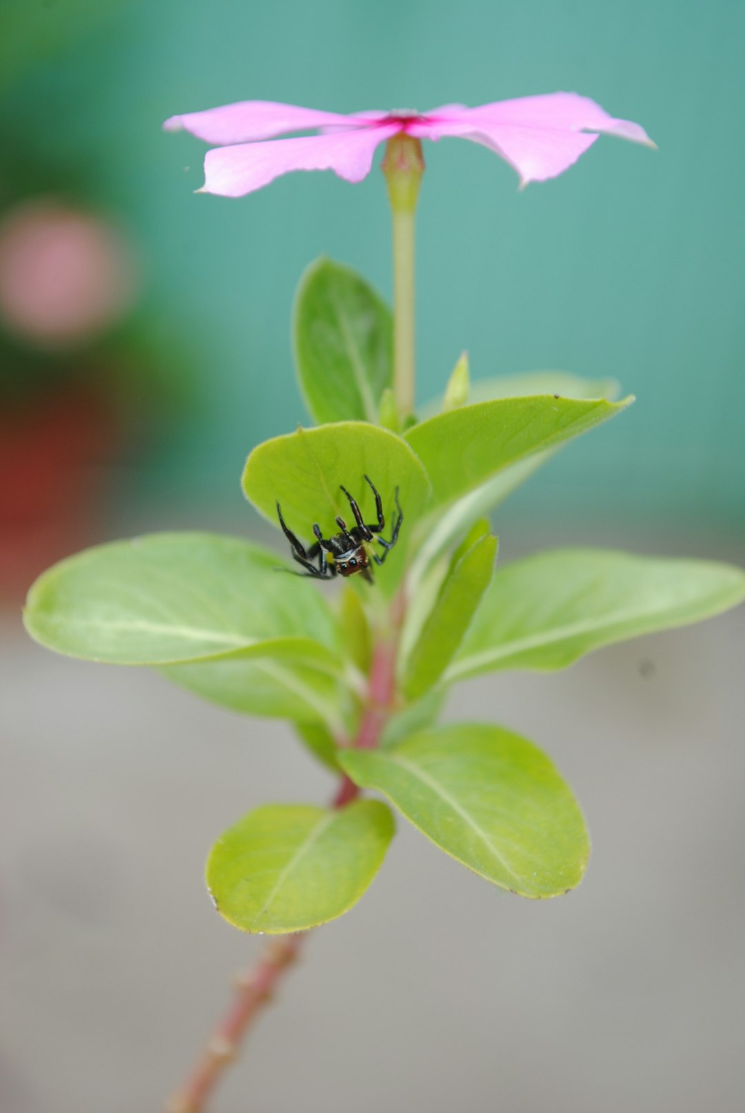 The Secret to a Pollinator - Friendly Garden: Free Milkweed Seeds