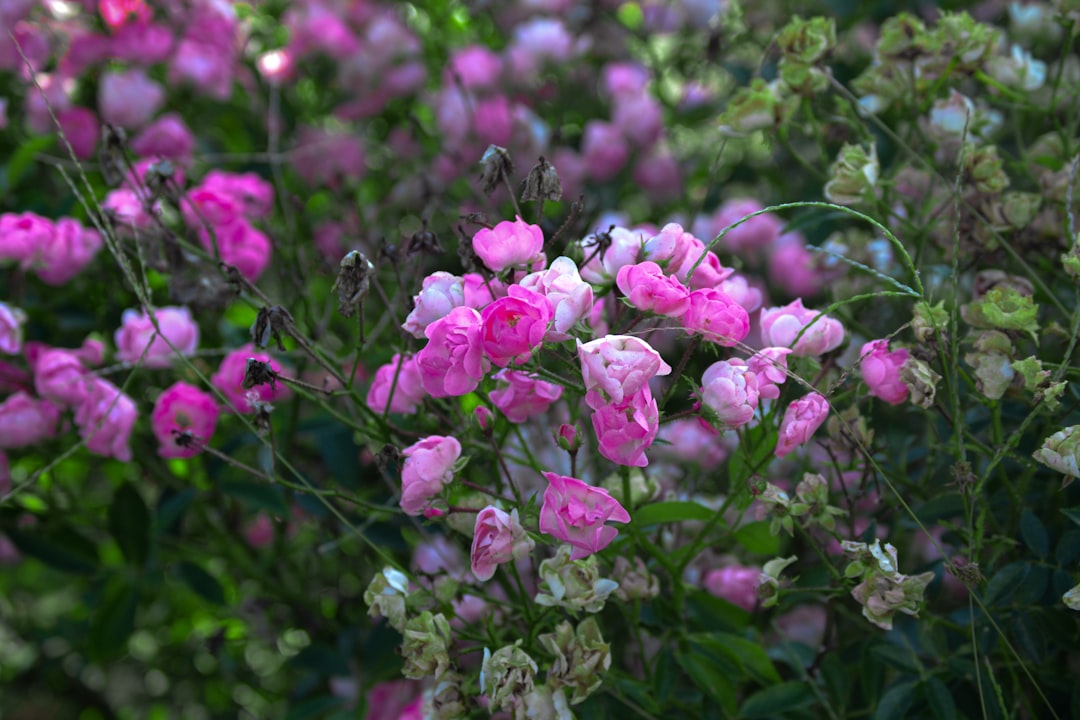 Fall Gardening: Preparing Your Landscape for the Cold