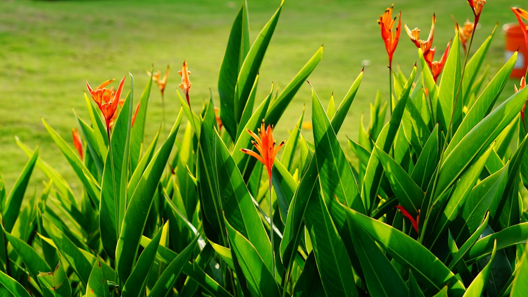 The Ever - Blooming Wonder in Your Garden