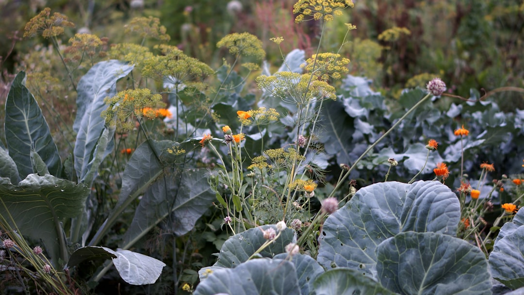 The Secret of a Pollen - Free Yard