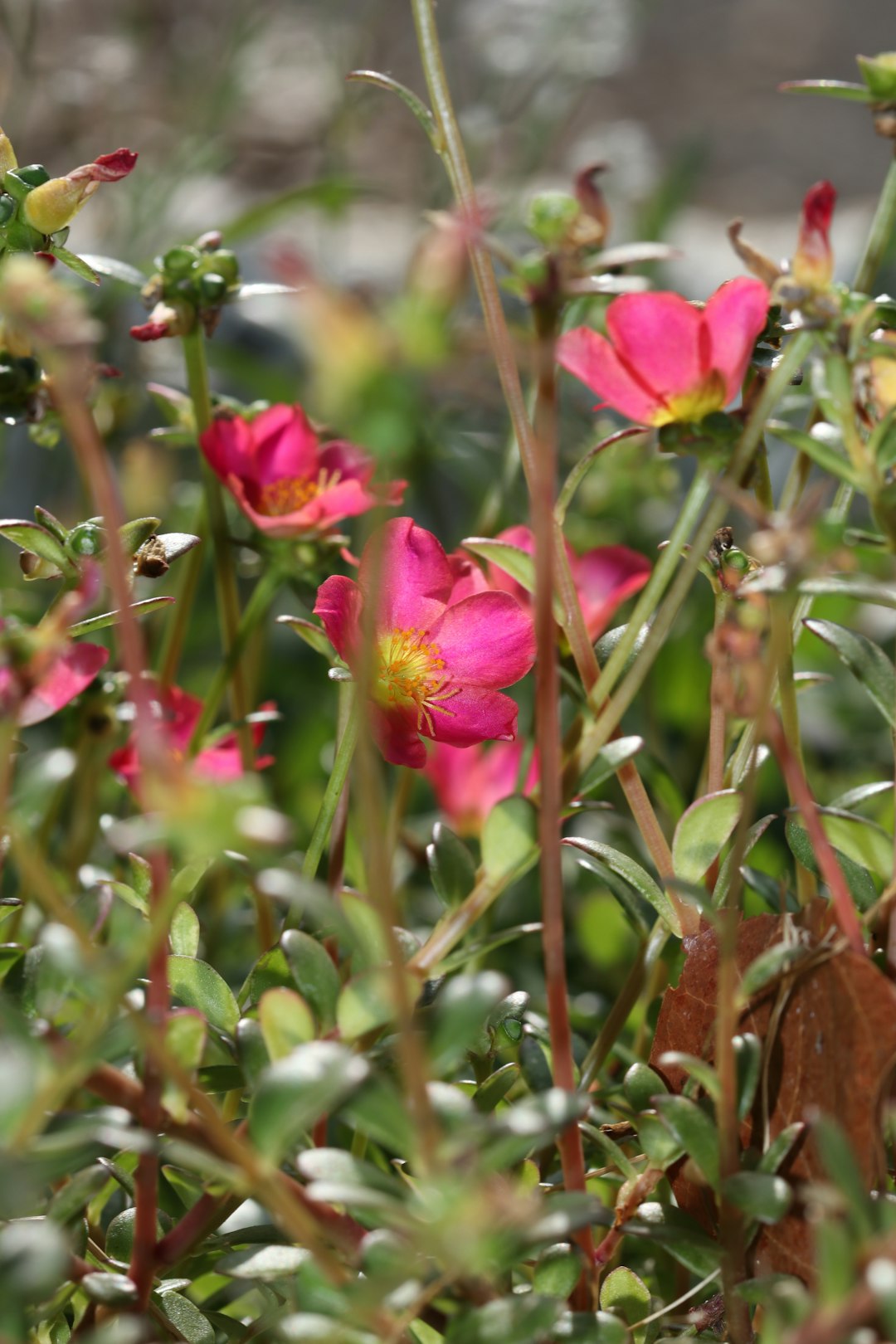 The Secret Weapon for a Weed - Free Driveway