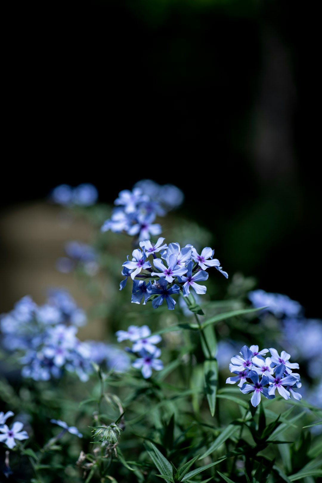 The Smart Gardening Hack: Seedlings over Seeds