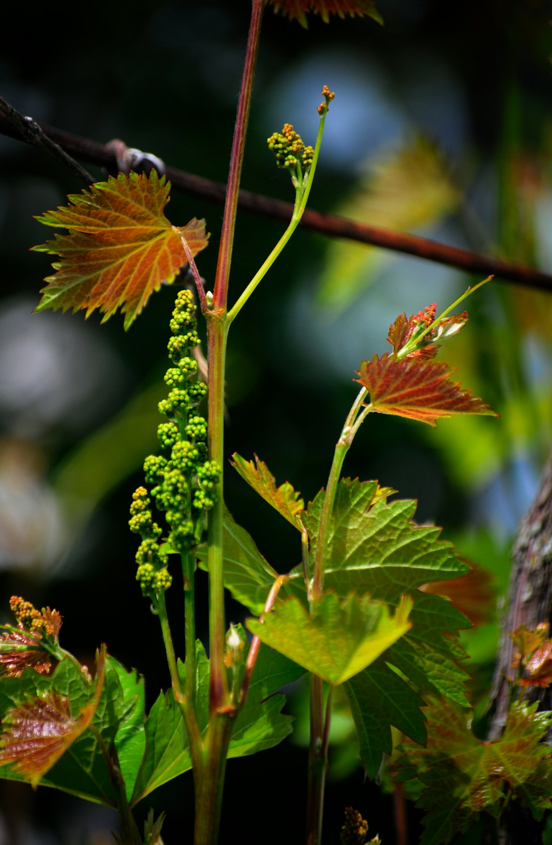Conquering the Perennial Menace in Your Lawn and Garden