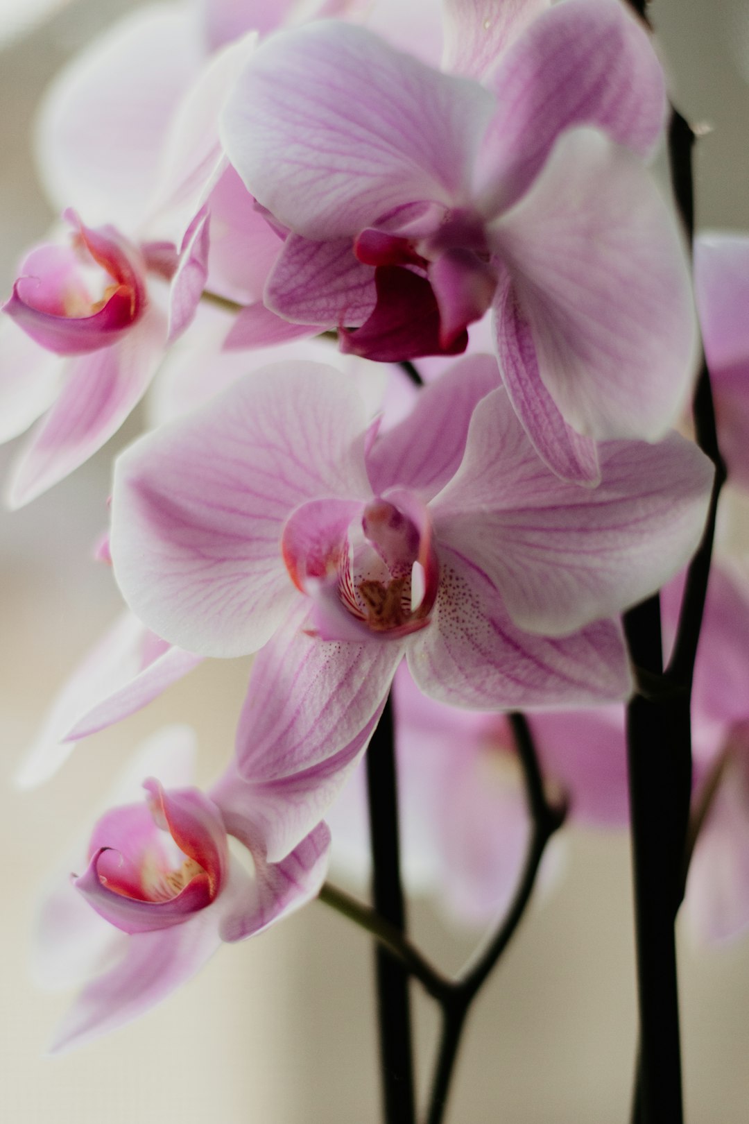 The Enchanting Snow - in - Summer: A Garden Gem with a Wild Side