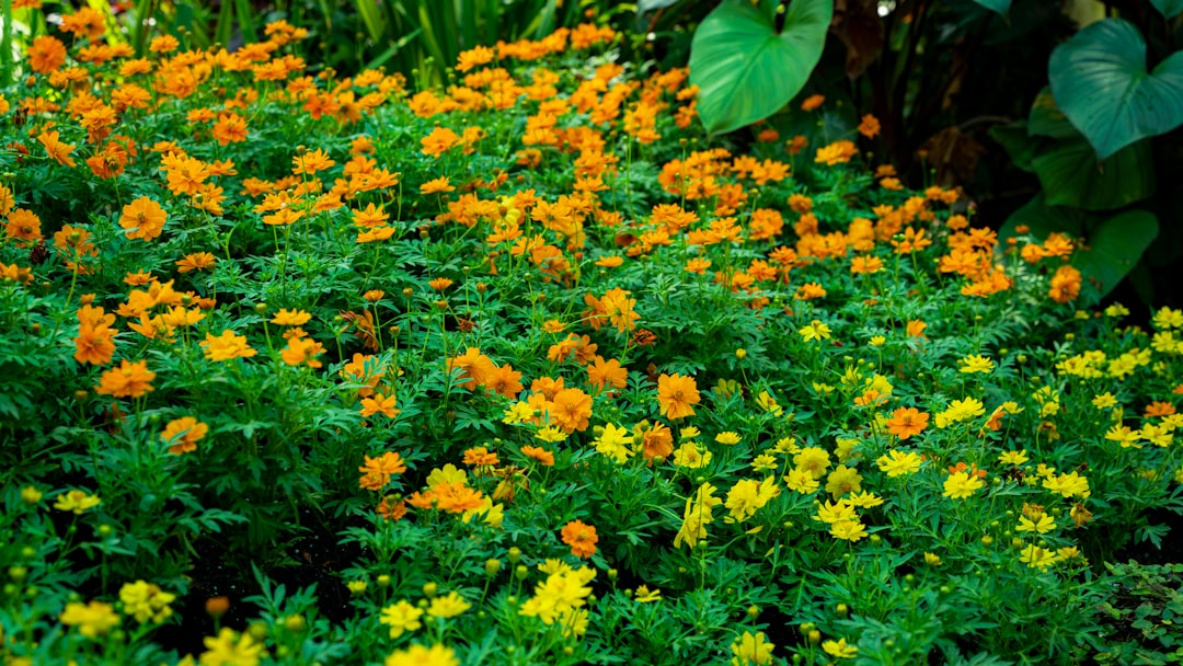 Unleashing the Magic of a Blossoming Garden