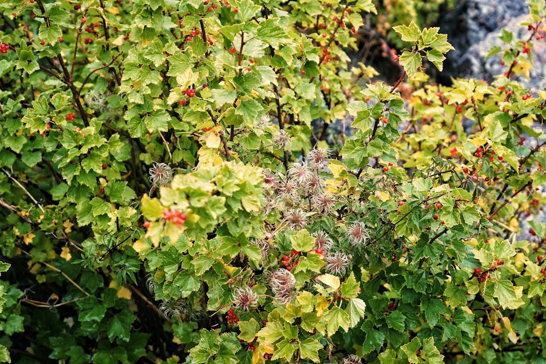 The Resilient Double - Blossoming Shrub: A Cold - Region Gem