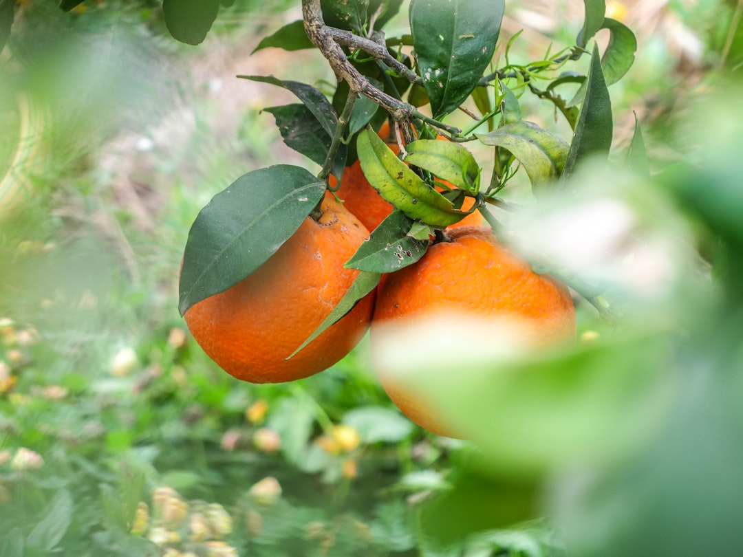 Unleashing the Potential of Small Spaces in Vegetable Gardening