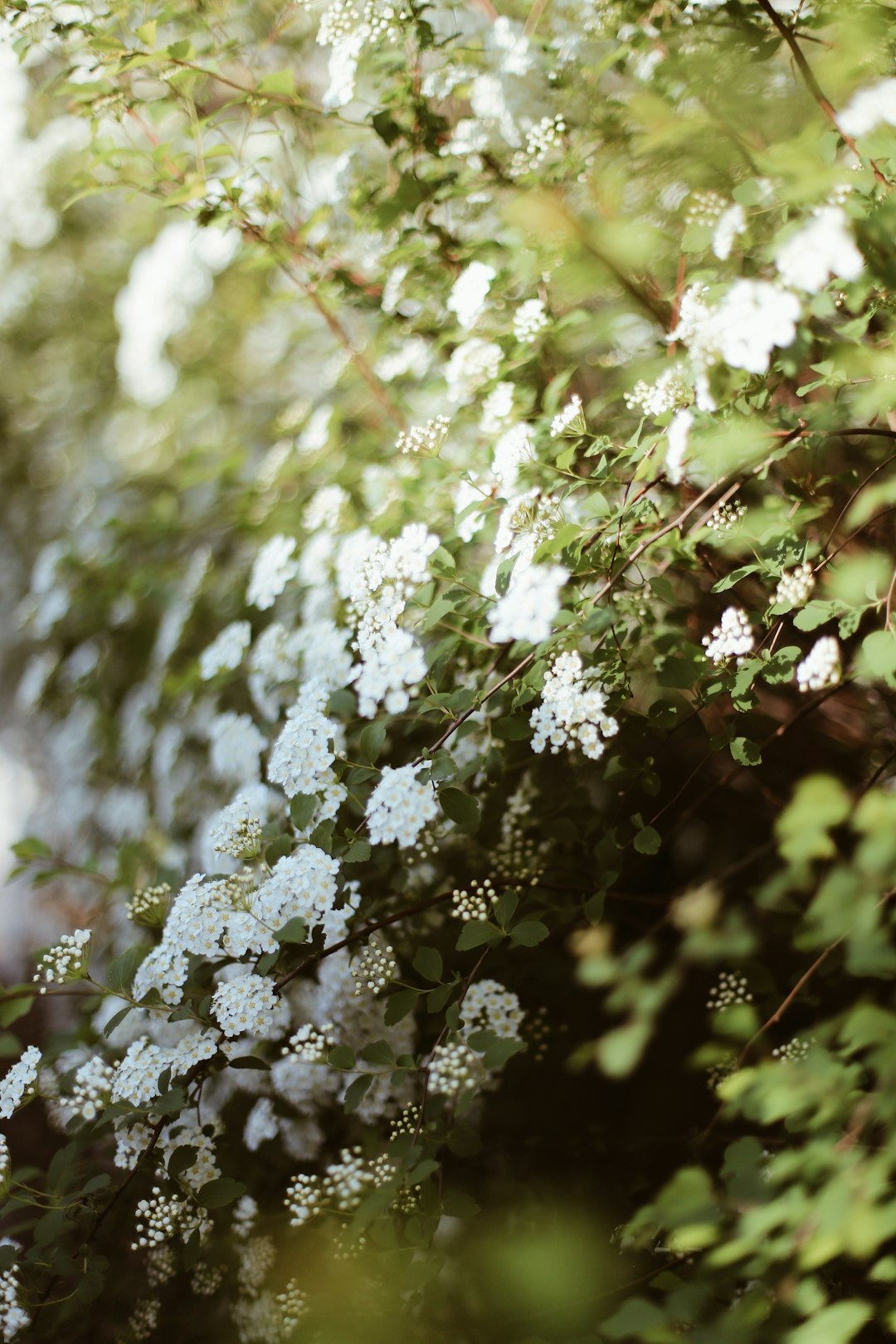 The Hidden Gems of the Plant World: Underrated Trees Worth Planting