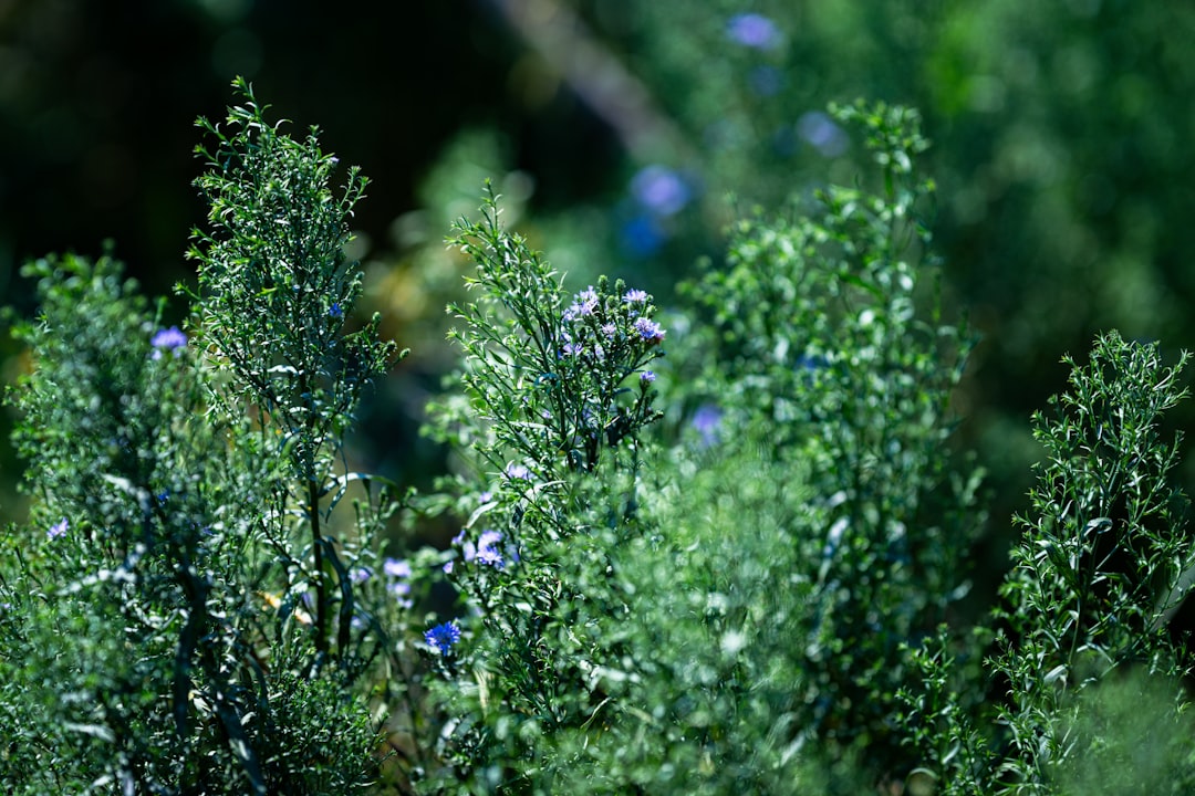 Unveiling the Magic of a Vibrant Herb Garden