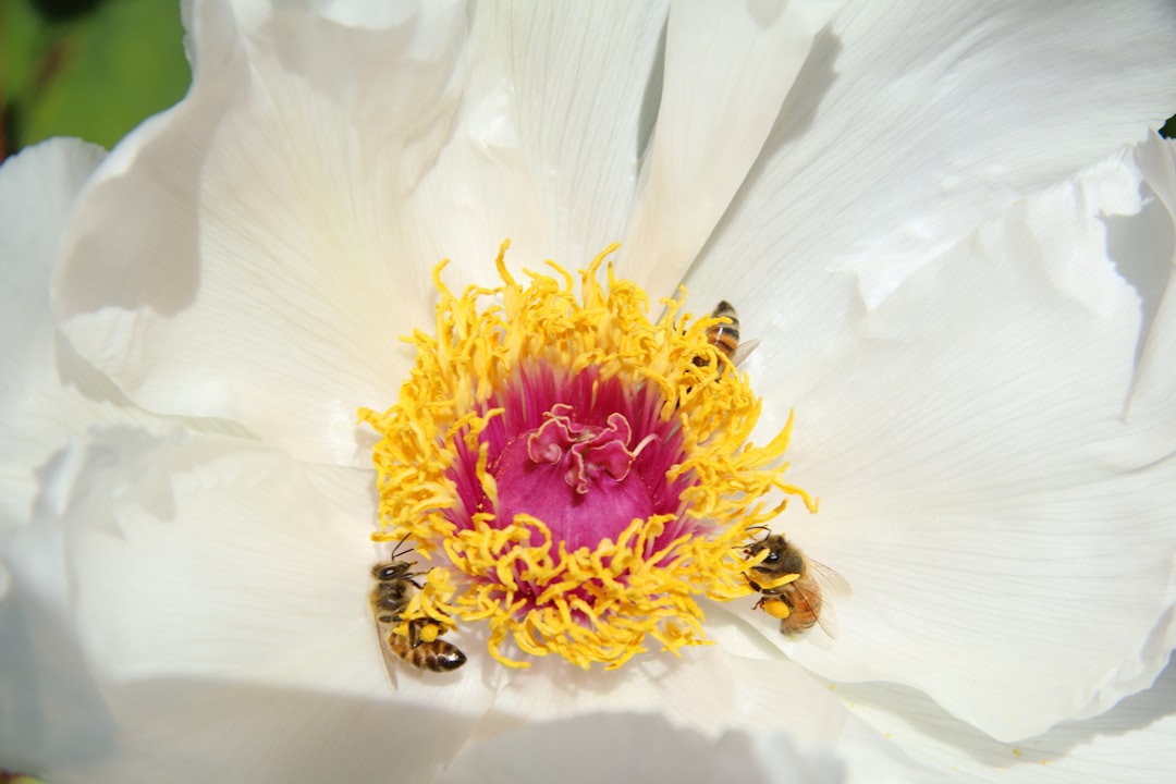 Unveiling the Secrets of Cultivating Shade - Loving Browallia