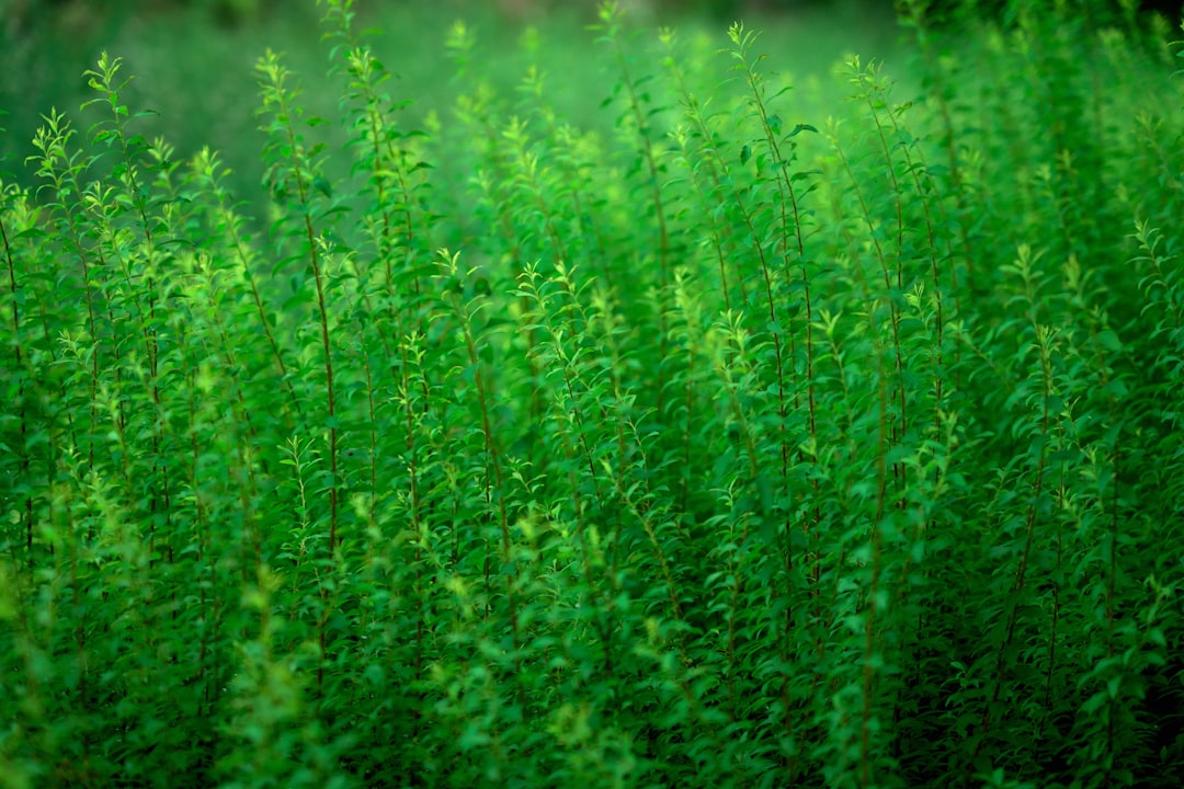 Secrets to a Stunning Spring Flower Garden from Fall Bulb Planting