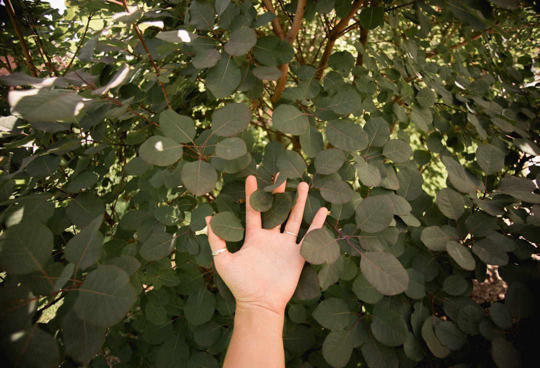The Allure of Bayberry Bushes in Your Landscape