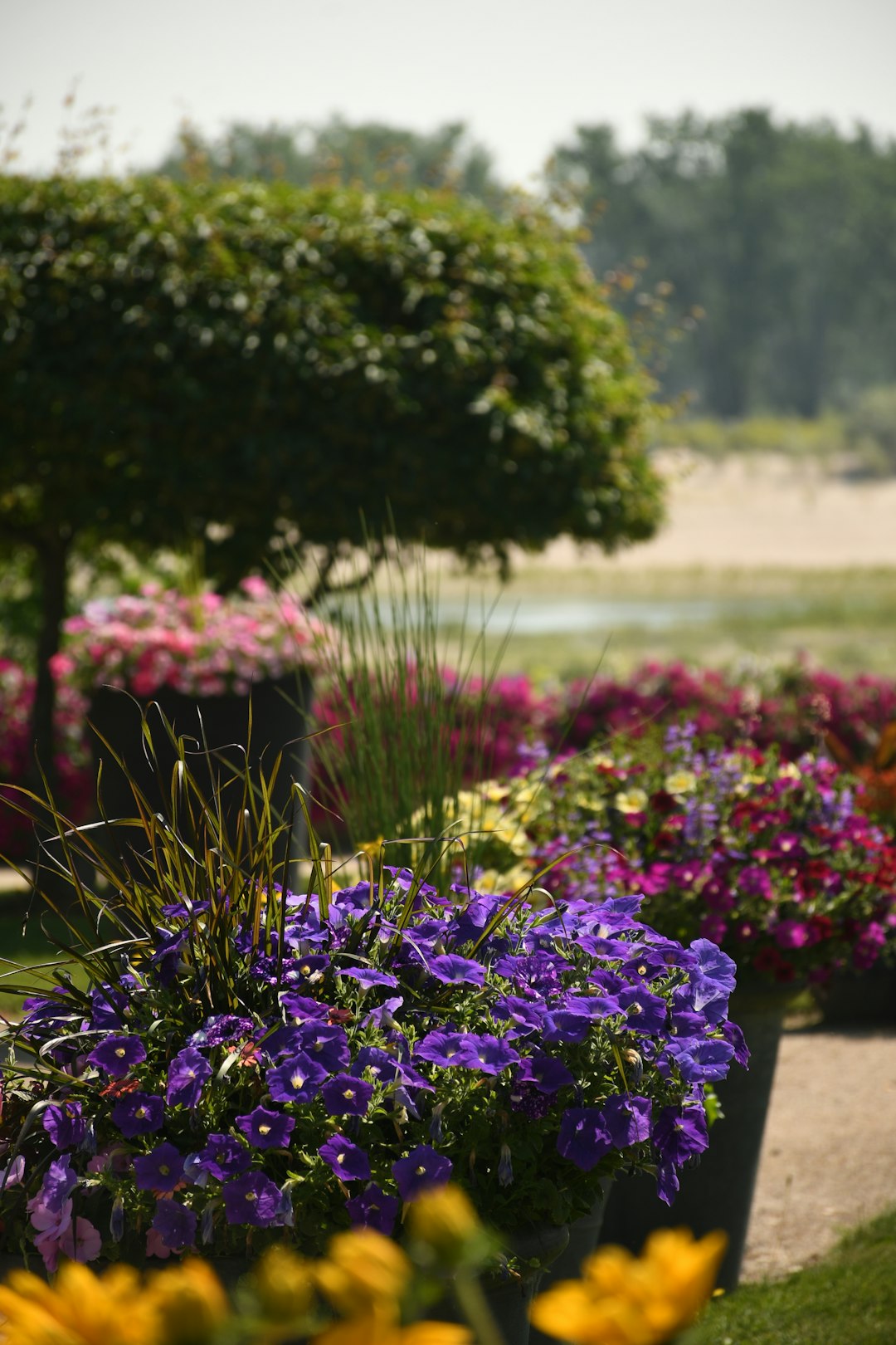 Unleash Year - Round Color in Your Garden Effortlessly