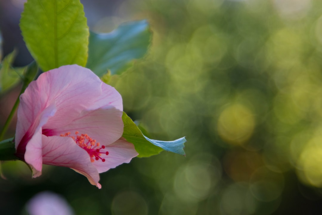 Banish Aphids from Your Garden: A Comprehensive Guide
