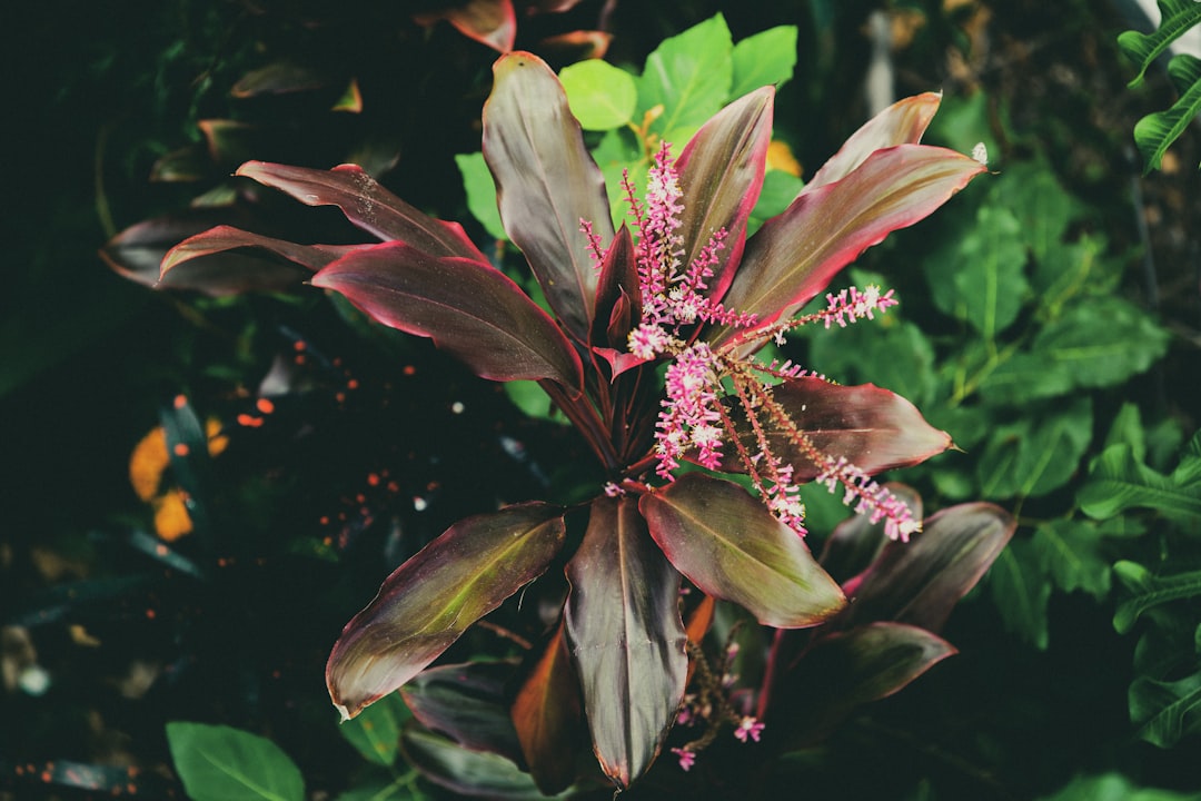 The Enchanting Allure of the Vanilla Strawberry Hydrangea