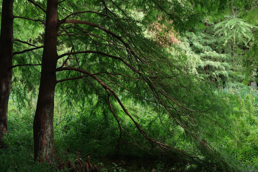 Unleashing the Beauty of Mums in Outdoor Decor