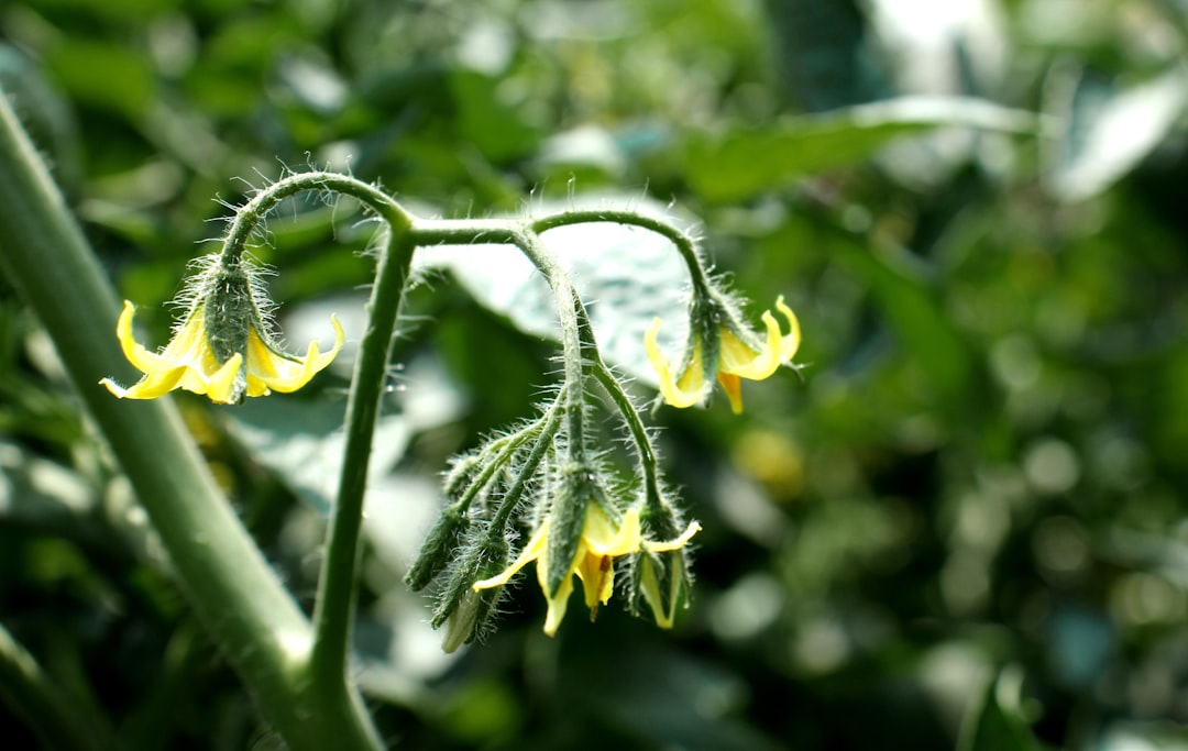Unveiling the Secrets of Rodger's Flower Growth