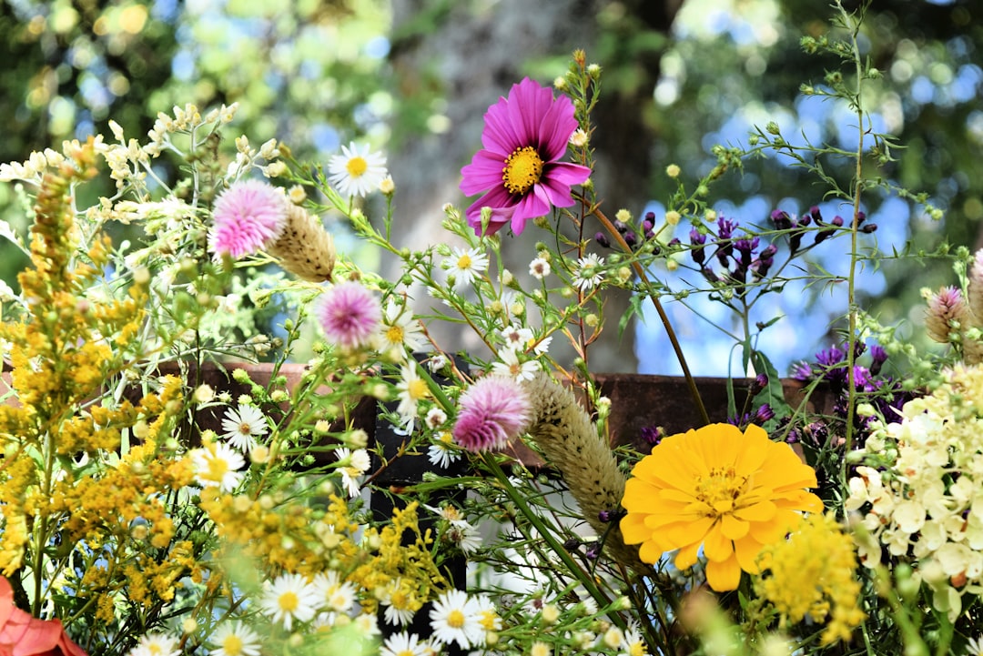 The Bounty of Summer Squash in Your Garden