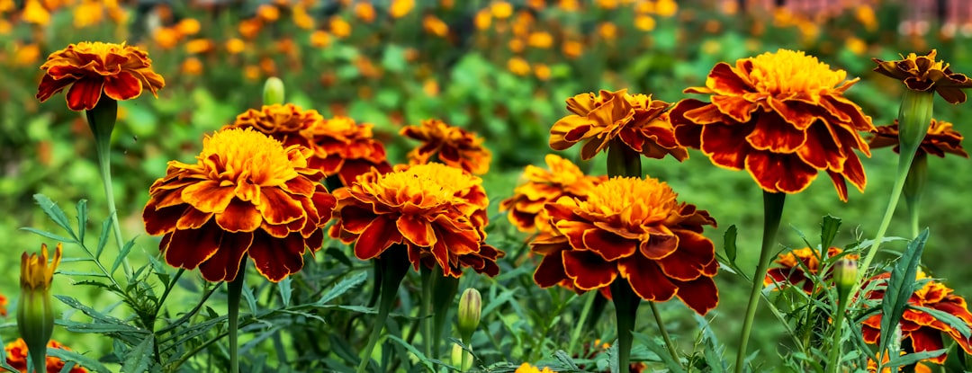 Crafting a Stunning Step Border with Low - Maintenance Plants