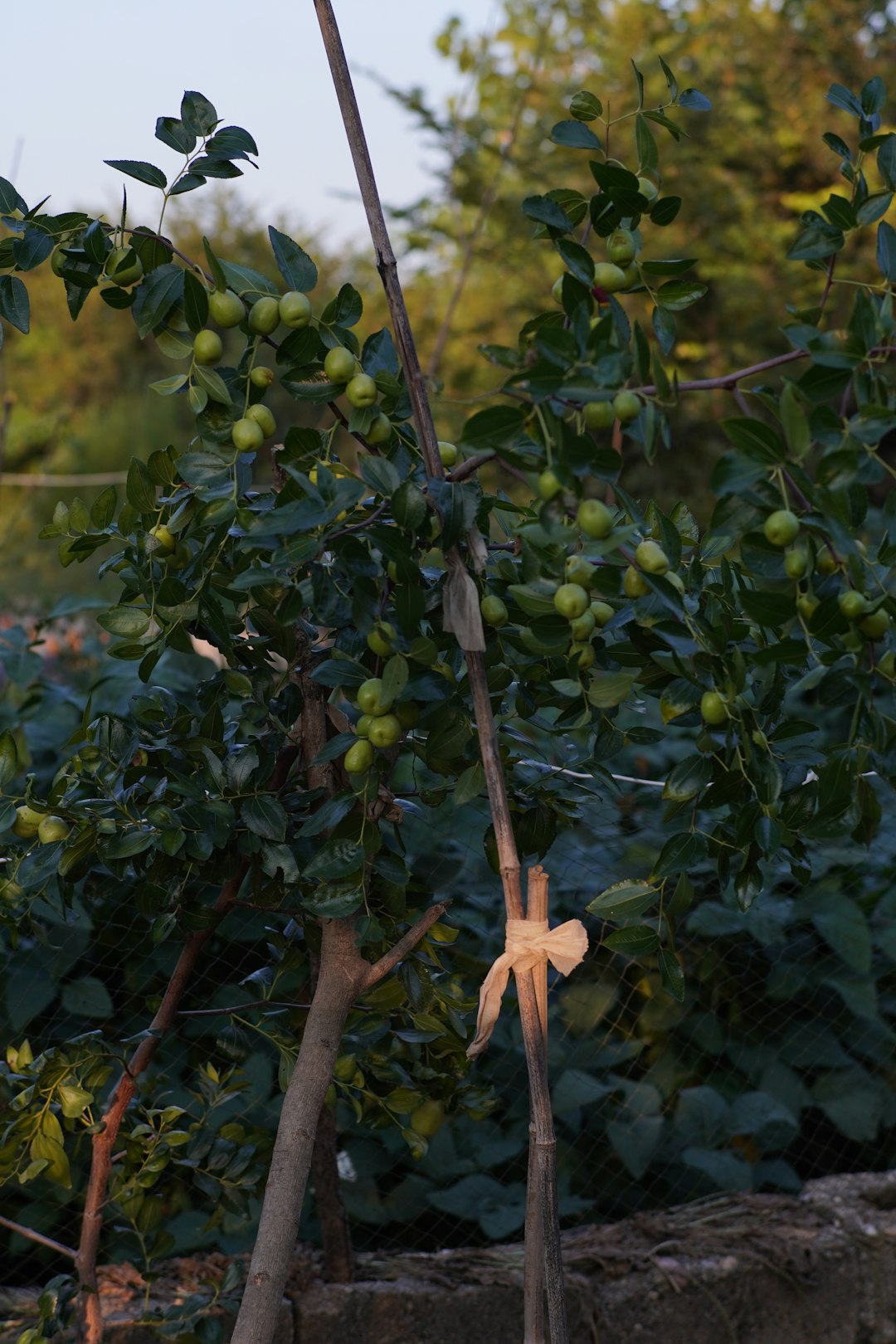 Unveiling the Secrets of Cultivating a Stunning Red Buckeye Tree